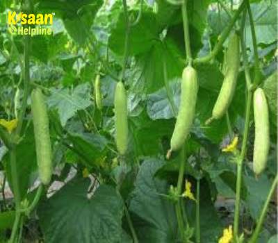 खीरे की खेती में उत्पादन बढ़ाने के लिए अपनाये नई तकनीक